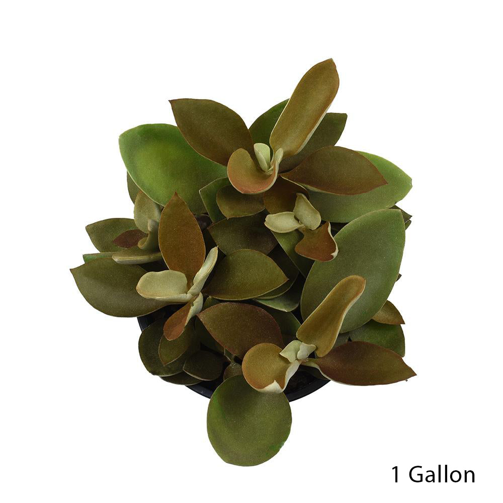 Kalanchoe orgyalis - 1 Gallon