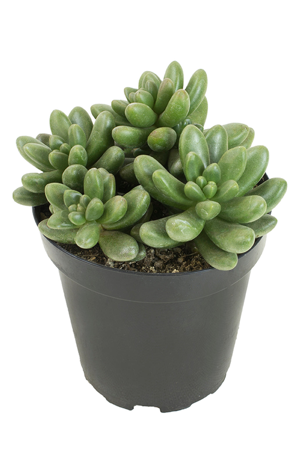 Cremnosedum ‘Crocodile’
