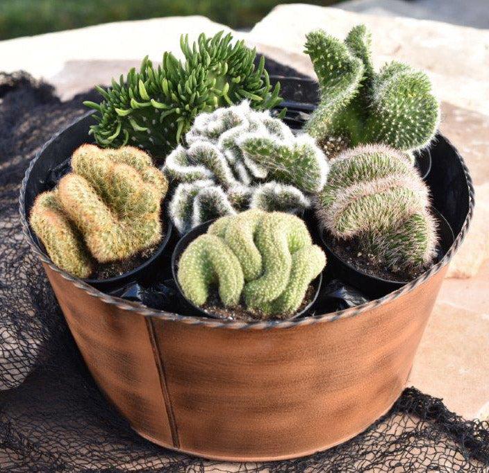 Crested Cactus 3-Pack - 3.5" — Limited!