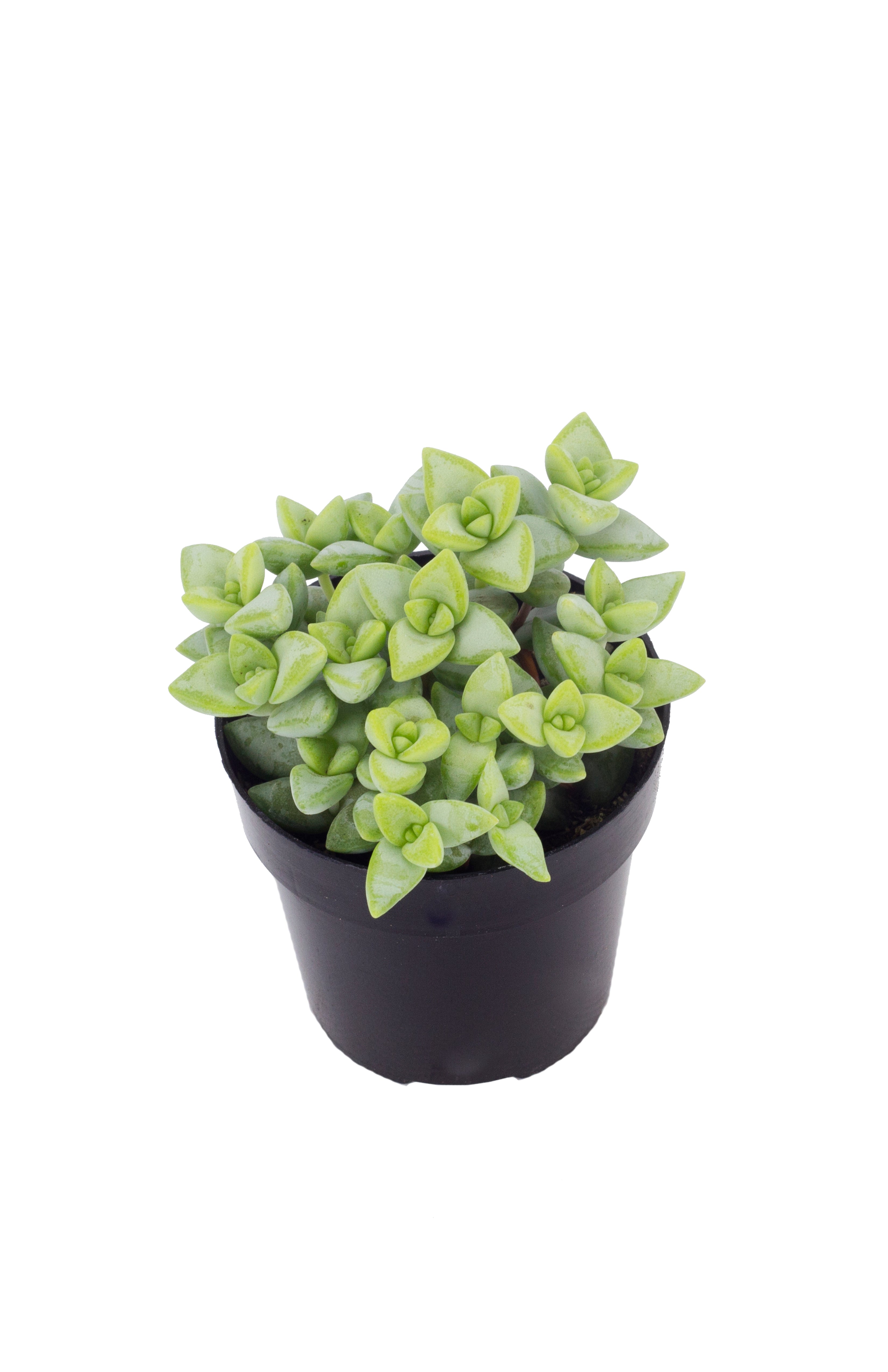 Crassula rupestris