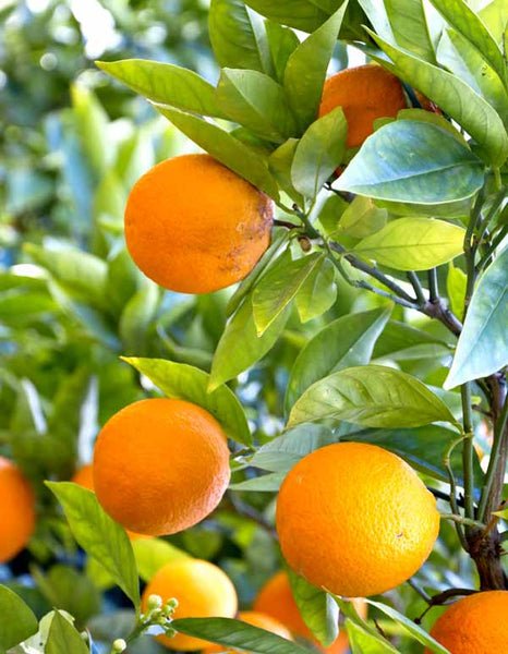 Citrus Fruits for Weight Loss