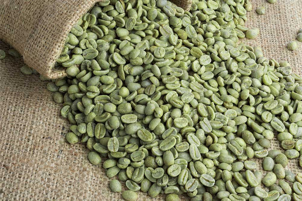 Green coffee bean with chlorogenic acids to support weight loss