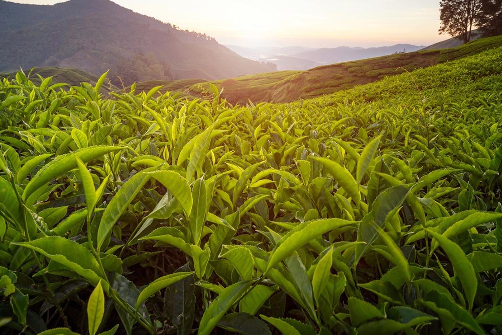 Green Tea Extract capsules