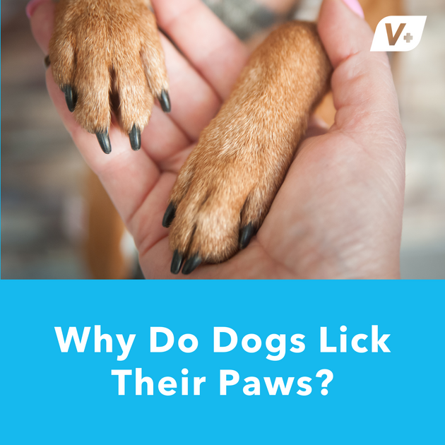 why do dogs clean their paws