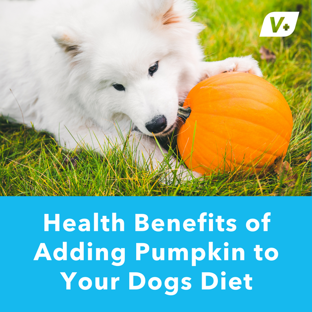 adding pumpkin to dogs diet