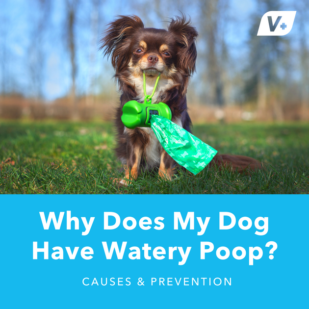 why is my dogs poop so watery