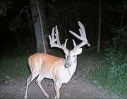 Big buck