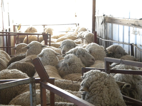 WeatherWool has sourced wool from Russell Leonard Ranch