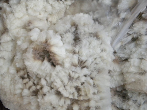 WeatherWool Sourced Raw Wool just sheared, Russell Leonard Ranch