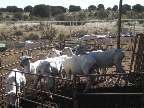 Sheep at Russell Leonard Ranch, one of the wool sources for WeatherWool