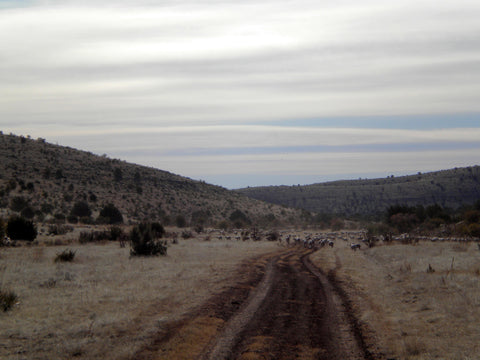 Rangeland at Russell Leonard Ranch, from which WeatherWool has sourced wool