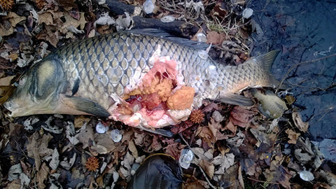 Carp on Bank at The Swamp, the primary place we do photography and testing of WeatherWool