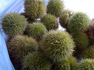 Cultivated Chestnuts