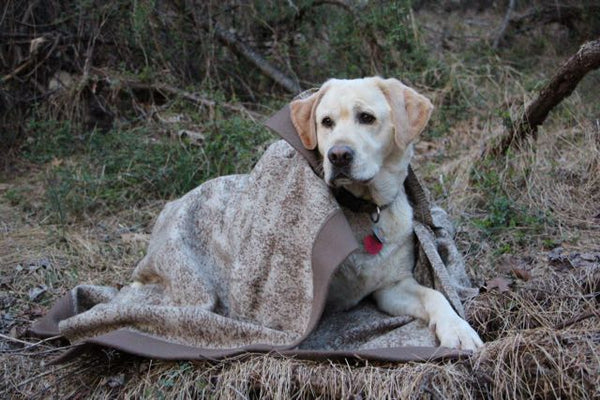 WeatherWool Poncho for a Yellow Lab