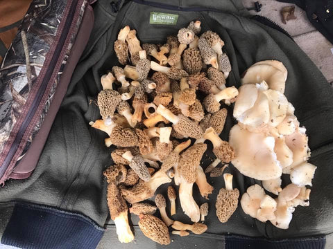 WeatherWool Advisor Fisher Neal's Hoodie turned into a basket for Morels and Oyster Mushrooms