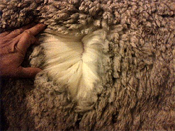WeatherWool -- a picture of Thick Fleece on a live sheep before shearing