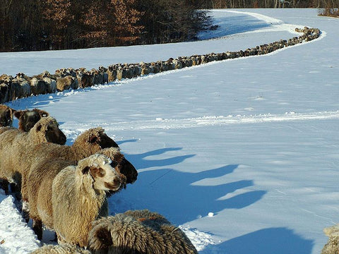 WeatherWool Source Genopalette McMurry Ranch grows premier wool fiber and breeding stock