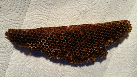 Wild Honeycomb from the Swamp in Jersey where we test WeatherWool