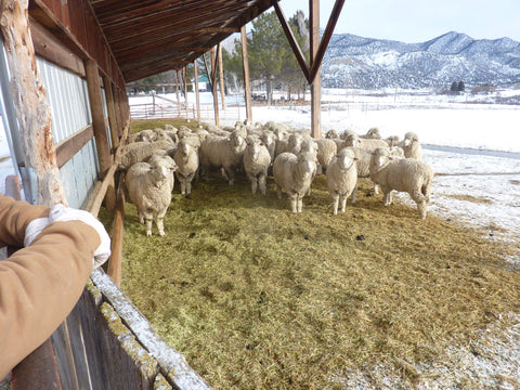 WeatherWool is made from fleece grown by these sheep on the Jewell Ranch in Colorado