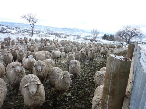 WeatherWool sources raw wool fiber from Jewell Ranch in Colorado, home of superior sheep breeding stock