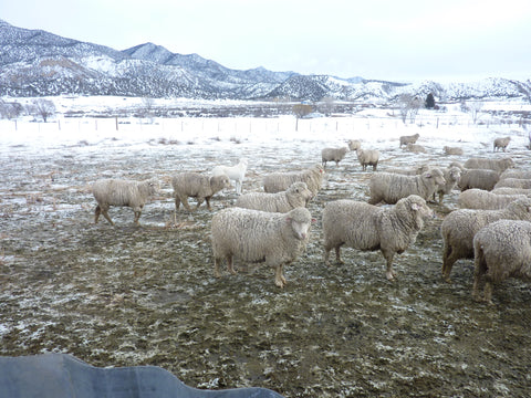 WeatherWool sources raw wool fiber from Jewell Ranch in Colorado, home of superior sheep breeding stock