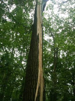 Lightning Peeled Bark off a tree