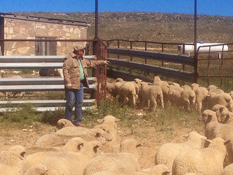 WeatherWool Advisor Mike Corn is a Sheep Rancher and owner of Roswell Wool, America's Largest Wool Storage and Auction House