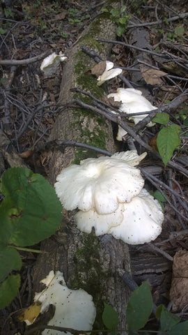 Hiking in WeatherWool let us to these beautiful Wild Oyster Mushrooms from North Jersey