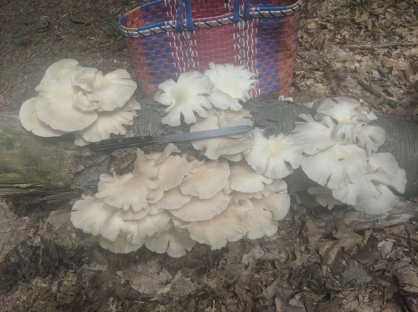Oyster Mushrooms, New Jersey, 2019-07-06. Love for Wild Foods is a big part of what led us to make WeatherWool, the best All-Purpose woolen outerwear anywhere! Thanks -- Ralph