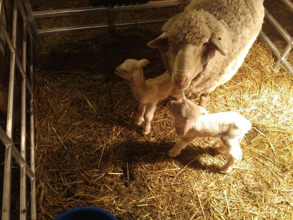 Bob Padula's PM Ranch with a couple of unexpectedly early lambs for the 2020 WeatherWool Clip!