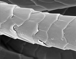 WeatherWool -- Magnification of a wool fiber, outer cuticle scales