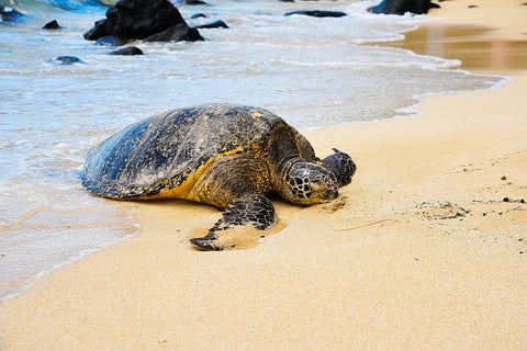 tropical island sea turtle
