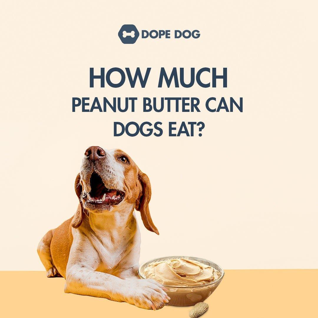 why are dogs obsessed with peanut butter