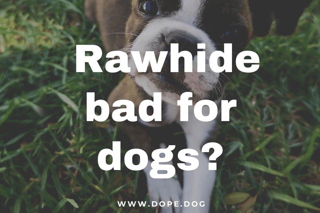 how do i know if my pungsan dog has a rawhide blockage