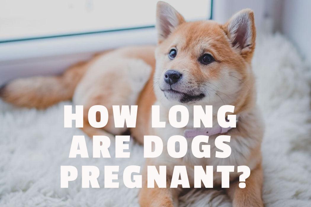 can a small dog get pregnant by a large dog