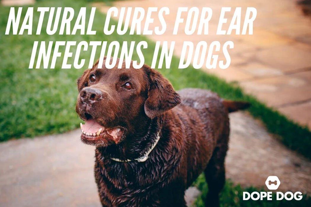 yeast ear infection in dogs home remedies
