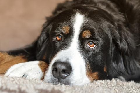 How will CBD help your dog?