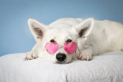 White Dog with Pink Glasses on White Textile - How To Identify Healthy Dog Treats