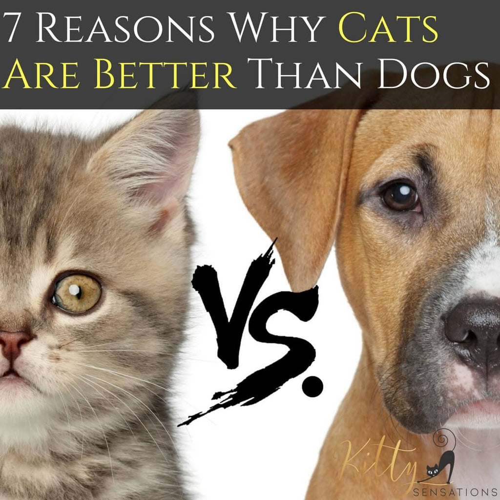 Cat Vs Dogs Memes