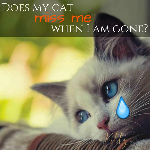 does my cat miss me when I am gone picture kittysensations