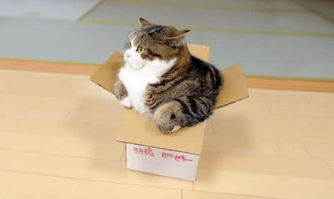 maru-the-cat-kittysensations