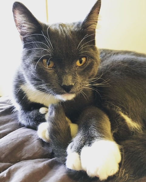 gray kitty with additional toes