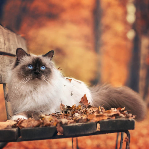 beautiful cat sitting on bench in autumn