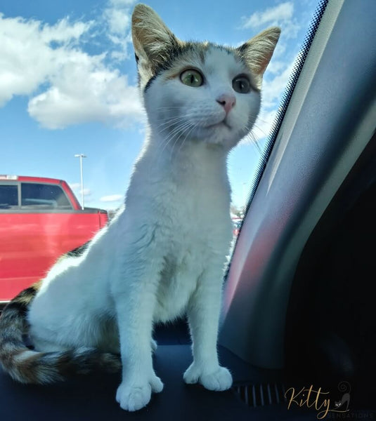 white polydactyl cat in car