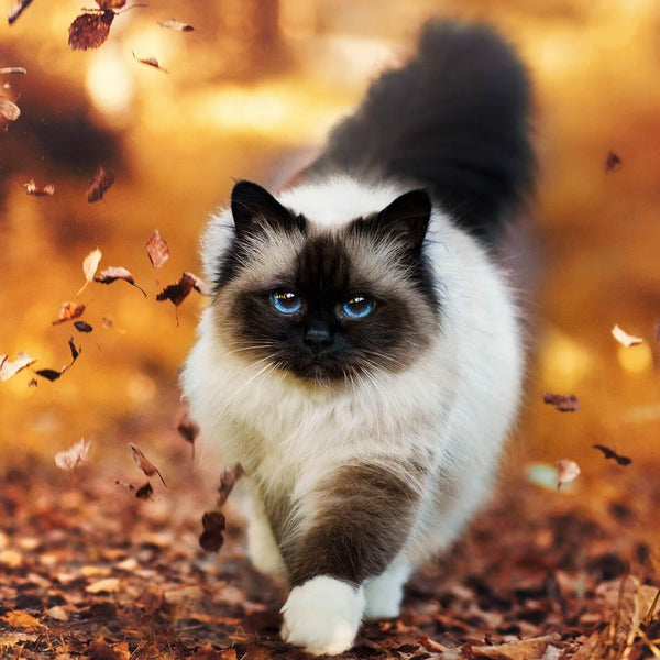 gorgeous autumn cat strolling through woods