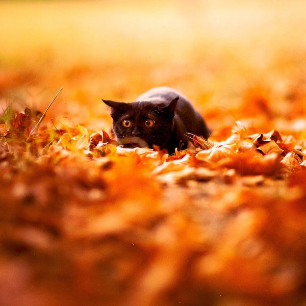black cat surrounded by orange fall leaves