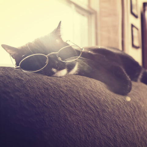 old cat with glasses sleeping on the couch