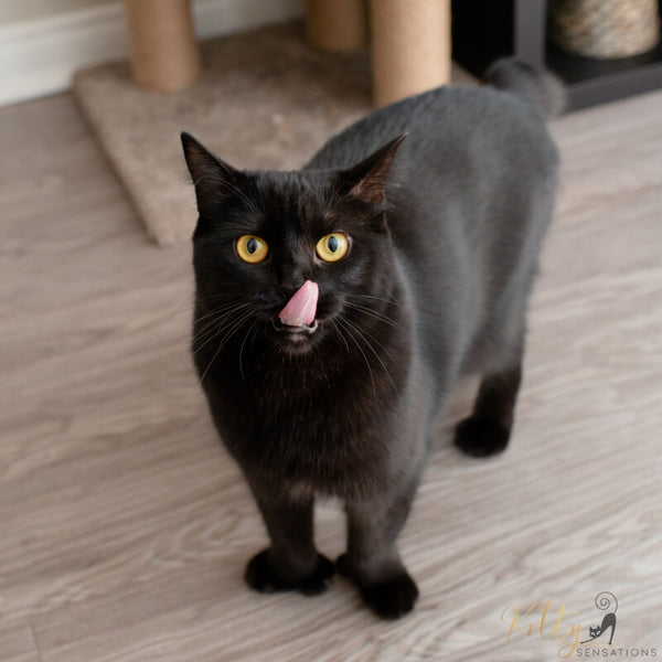 black cat with thumbs standing on floor