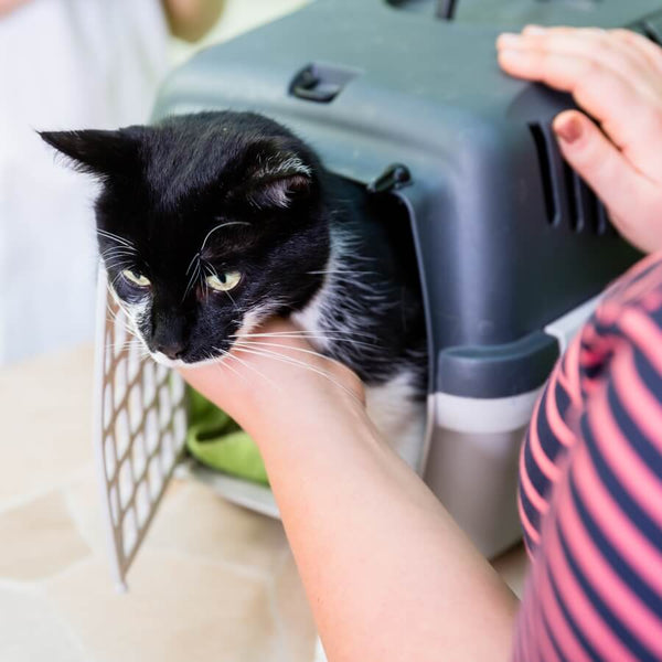 cat in travel carrier with human 