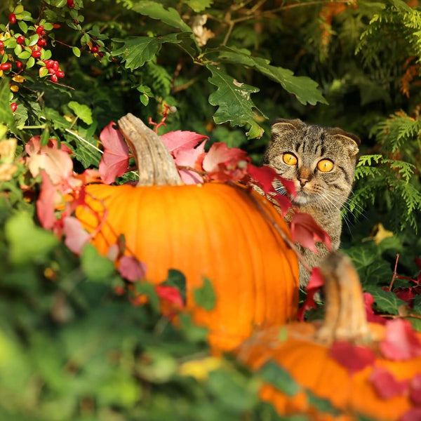 cat looking at orange pumpkin